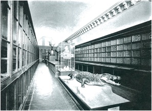 Salle Lapeyrouse (avant travaux)